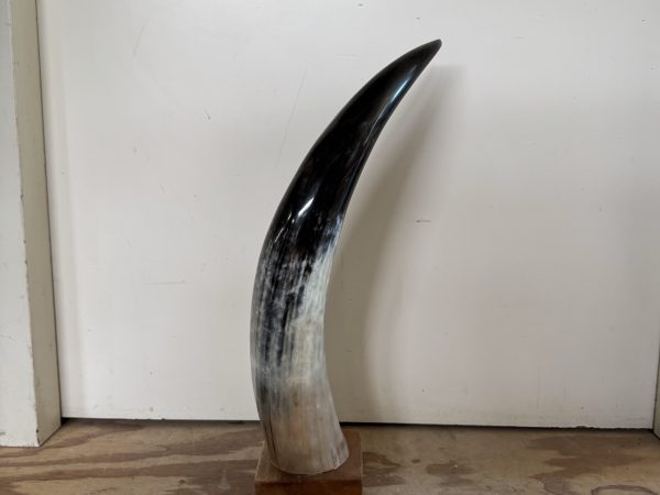 Zebu hoorn op standaard (klein)