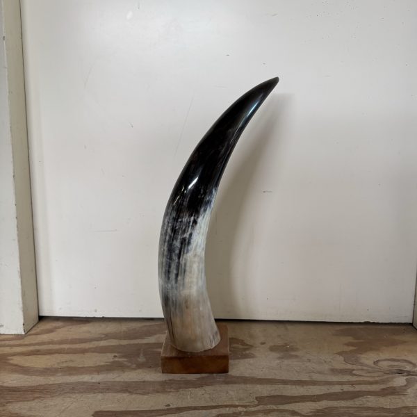 Zebu hoorn op standaard (klein)