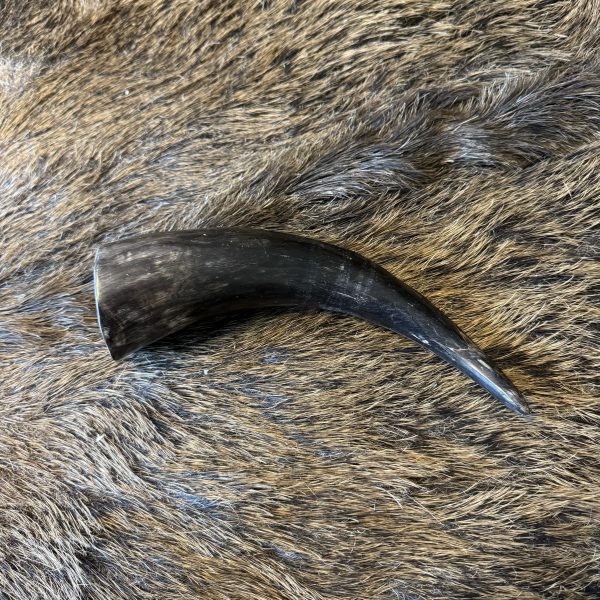 Zebu hoorn klein - Afbeelding 2