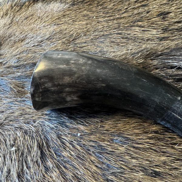 Zebu hoorn klein - Afbeelding 3